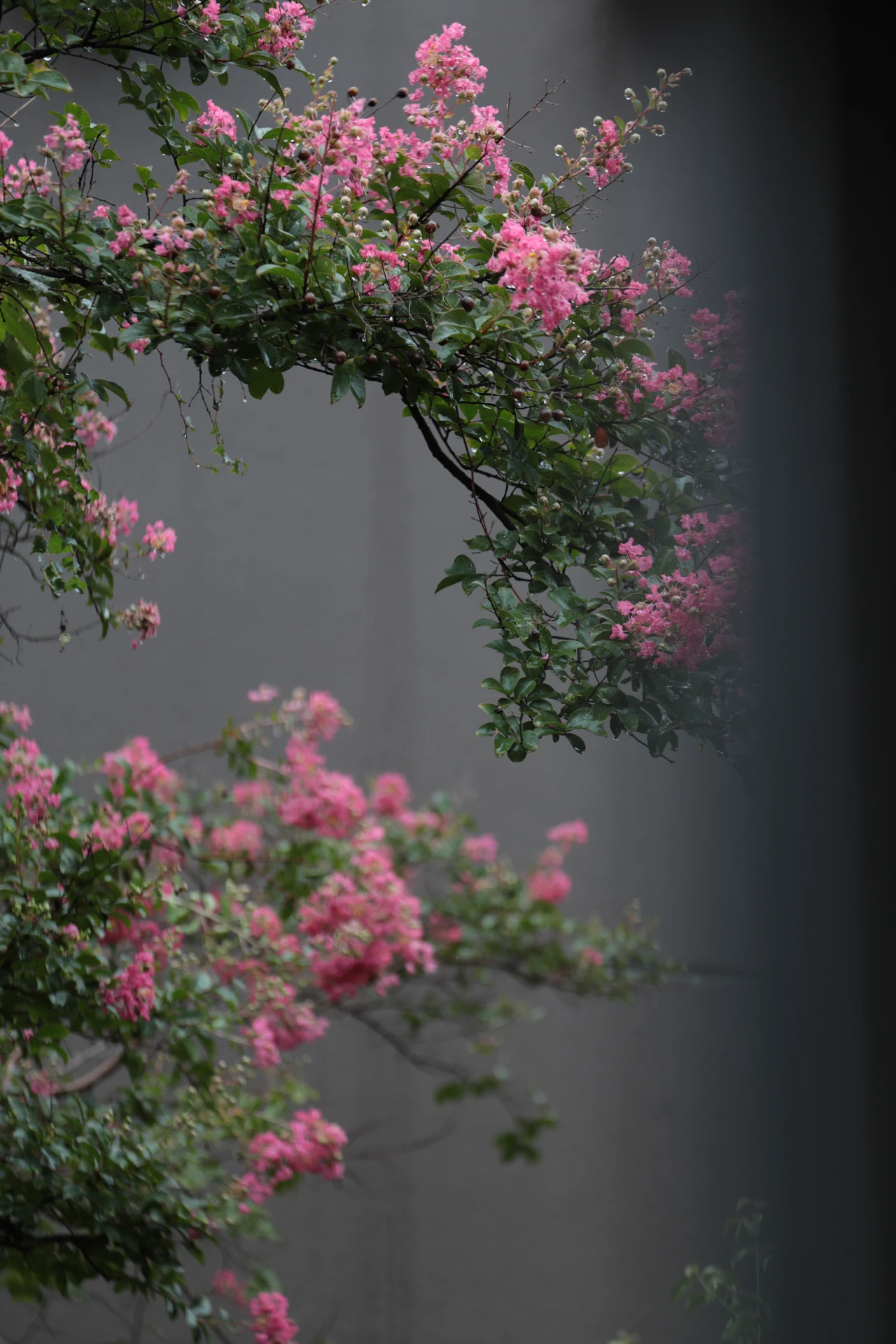 季節の花と静かな光